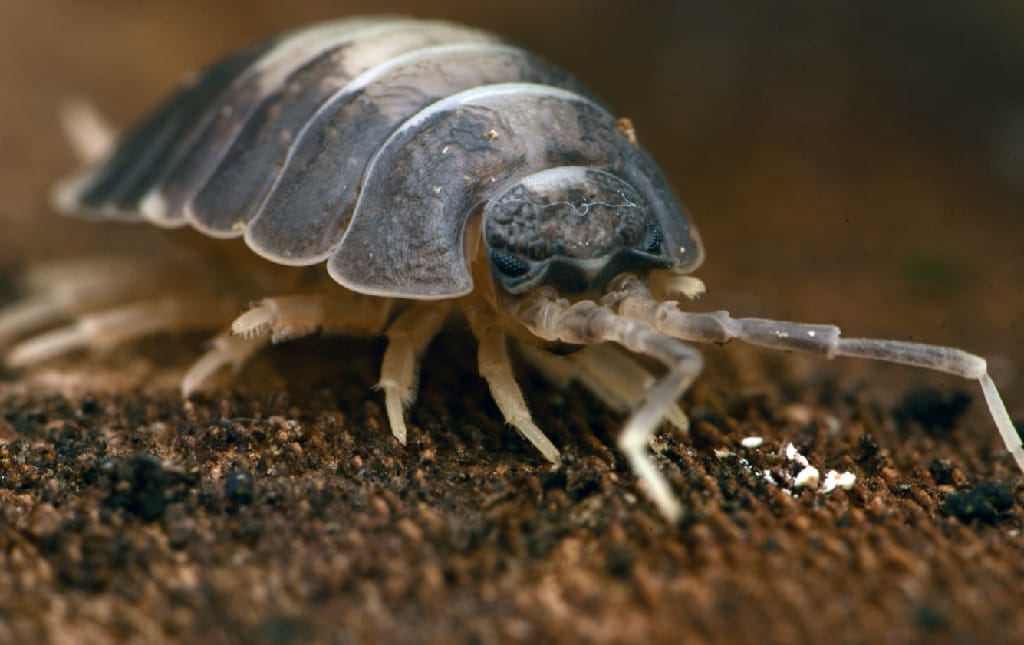 ReptiFauna Isopods