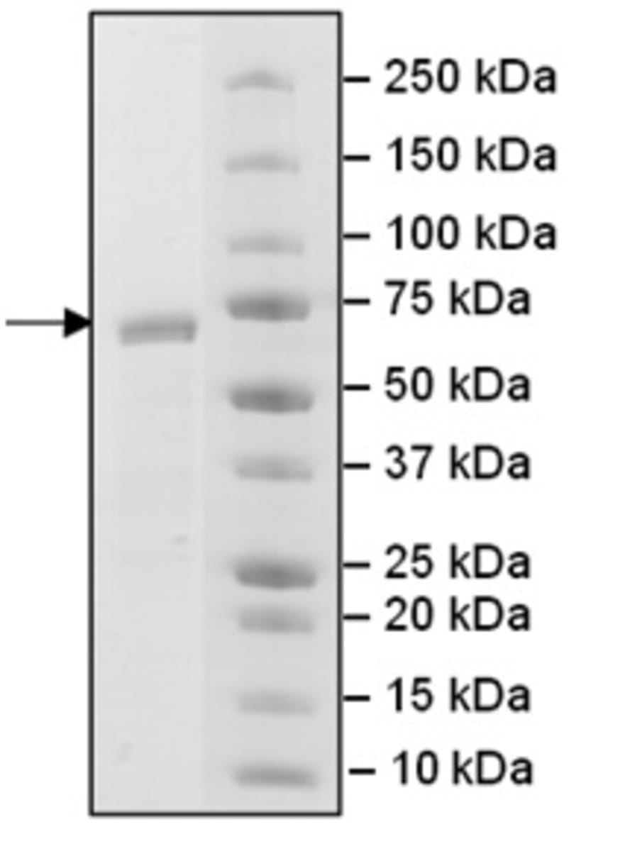 Human Recombinant PCGF6 (from Baculovirus (Sf9 Insect cells)) | VWR ...
