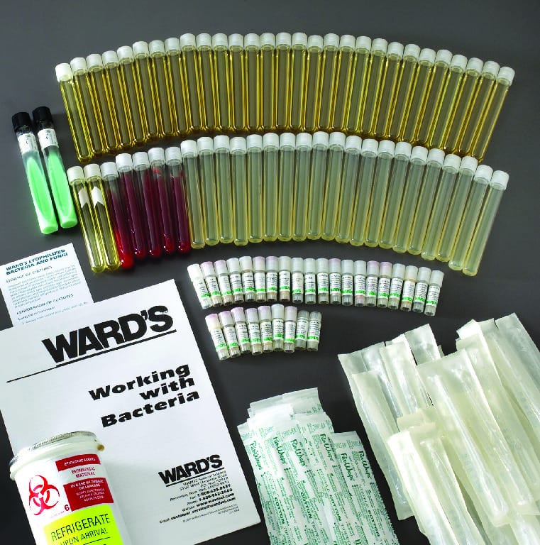 Ward's® College Bacteria Culture Set - PATHOGEN