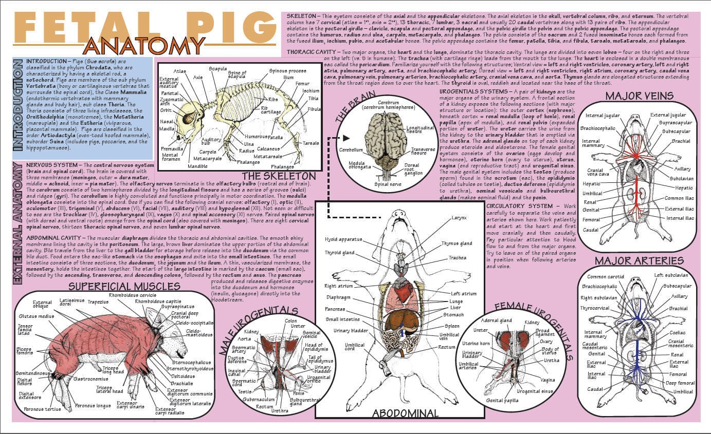 Placemat Dissection Guides
