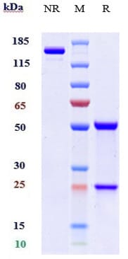 Anti-APRIL/TNFSF13 Human Recombinant Monoclonal Antibody [clone: BION ...