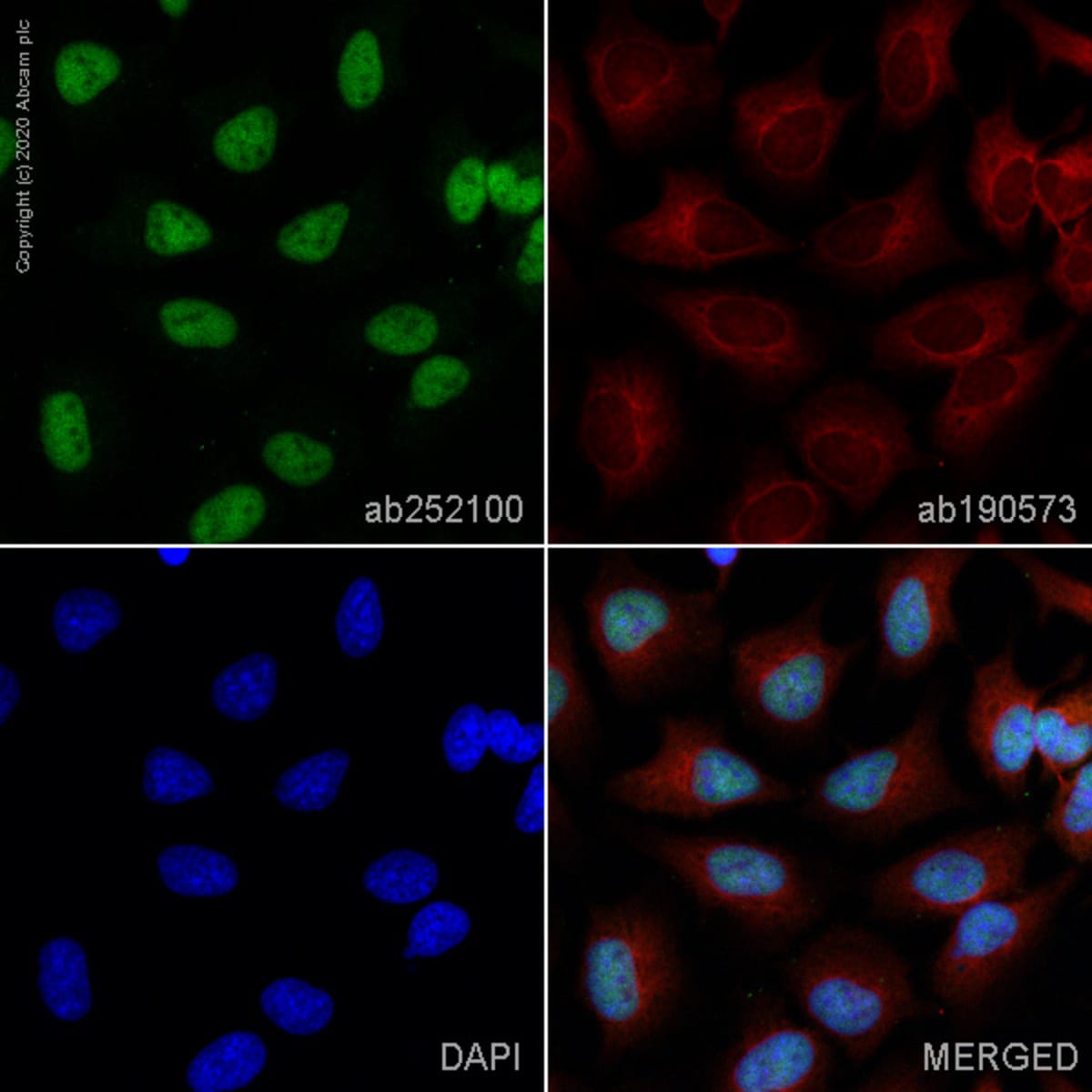 Anti-KAT1/HAT1 Rabbit Monoclonal Antibody [clone: EPR18775] (Alexa ...