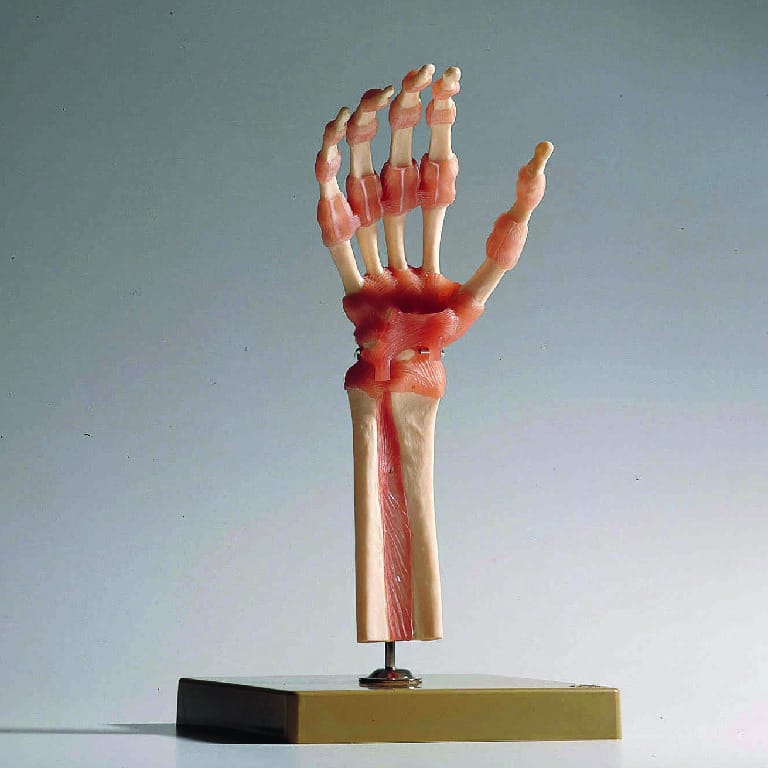Somso® Functional  Joints
