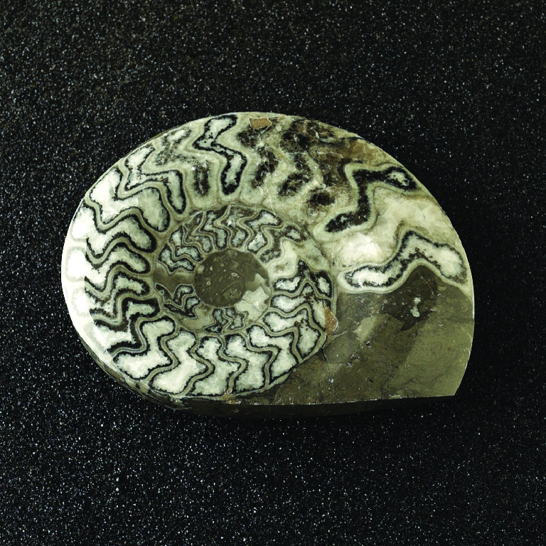 Gonioclymenia sp. (Devonian)