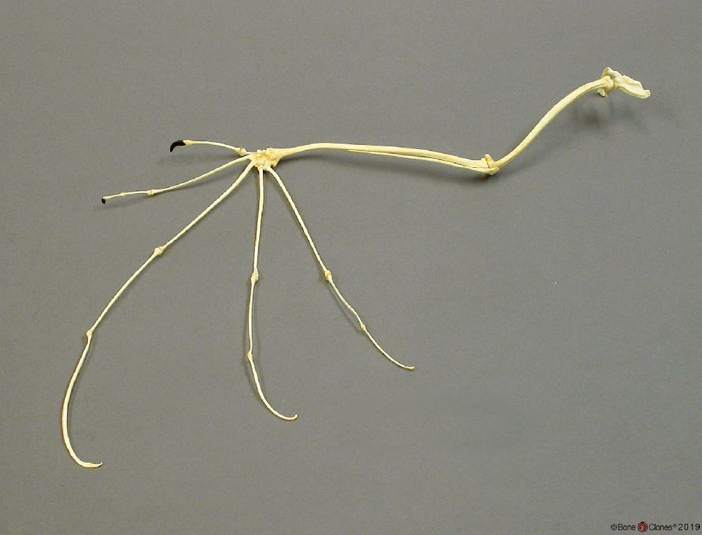 BoneClones® Limbs for Anatomical Comparison