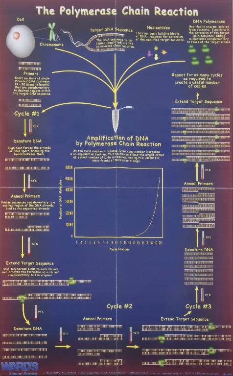 Ward's® PCR Process Poster