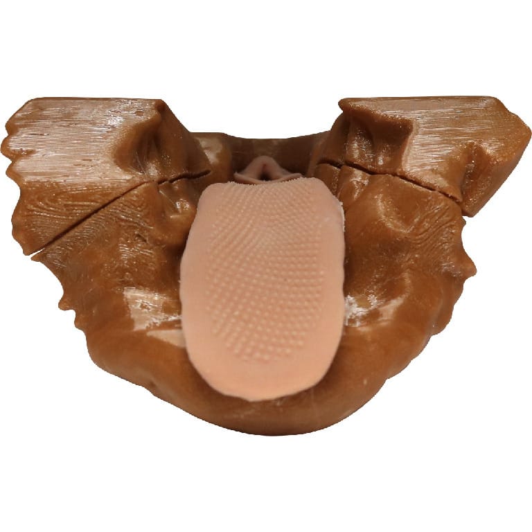Med Dimensions® Canine Brachycephalic Intubation Trainer