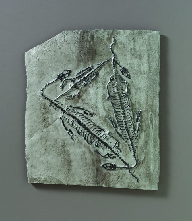 Keichousaurus hui (Triassic)