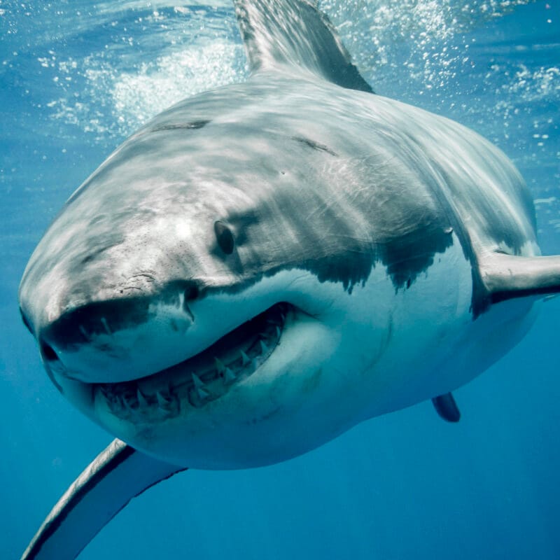 miniPCR® Shark Lab: Great White Migration