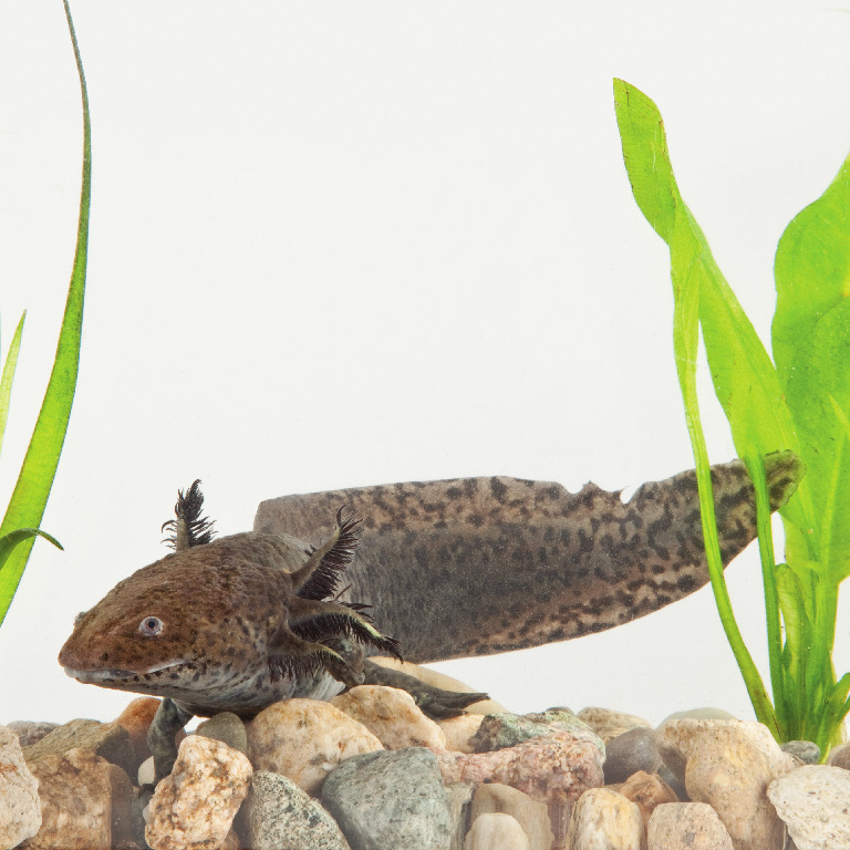 Ward's® Live Mexican Axolotl (Ambystoma mexicanum)