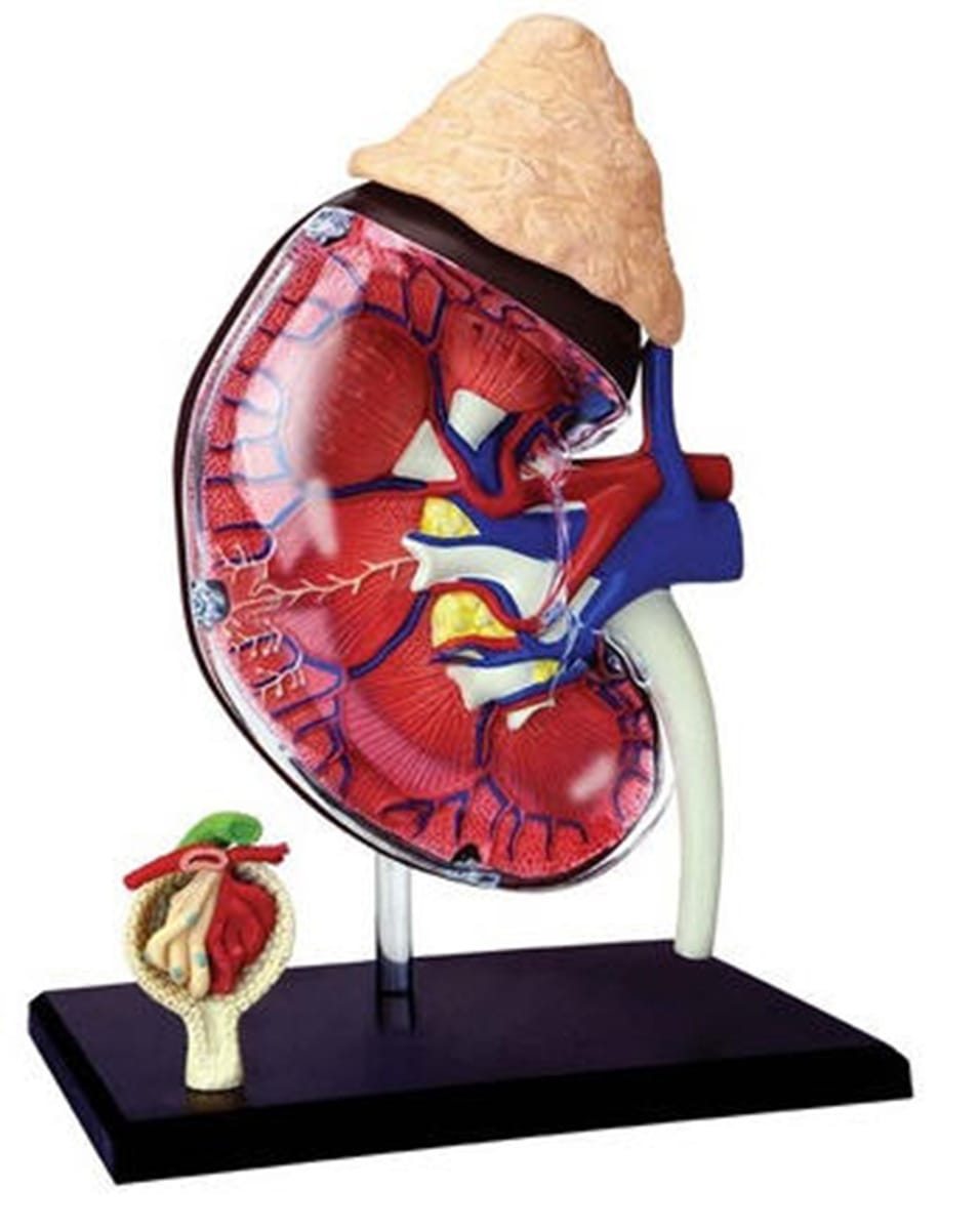 4D Anatomy Models