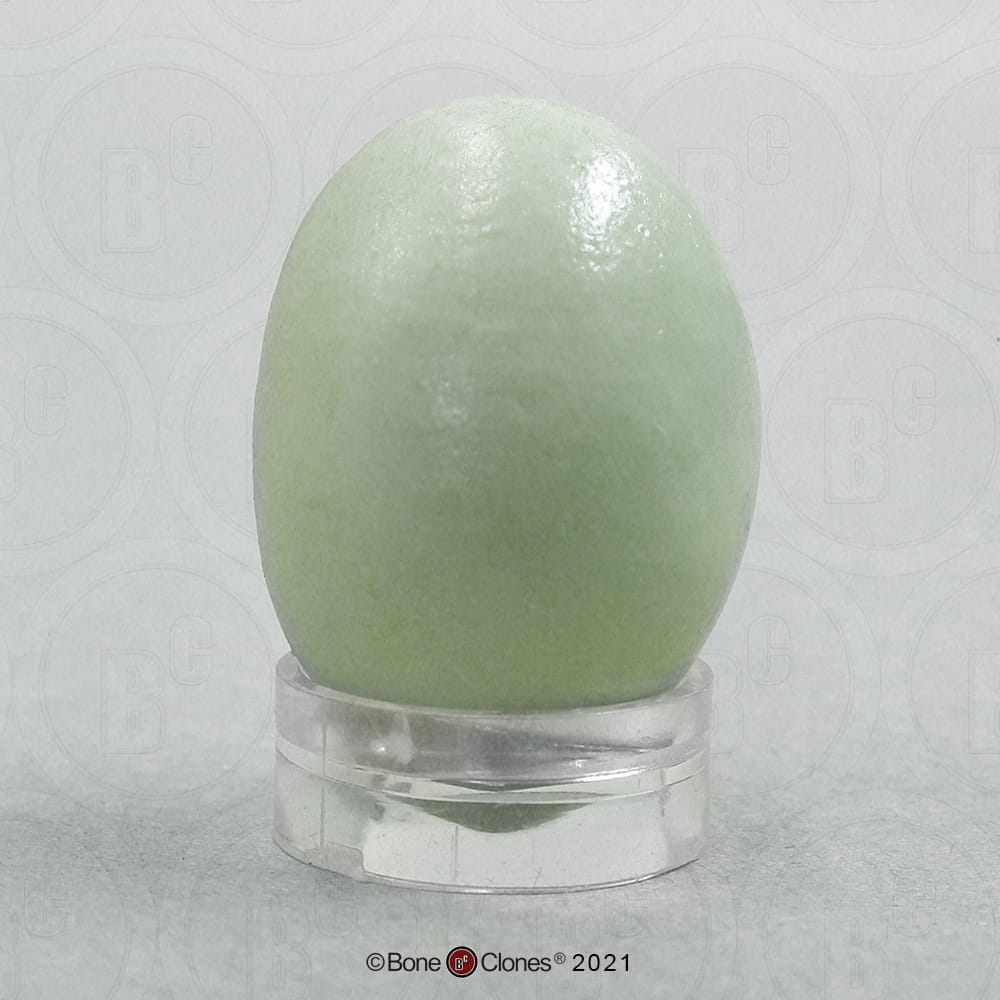 Bone Clones® North American Bird Eggs