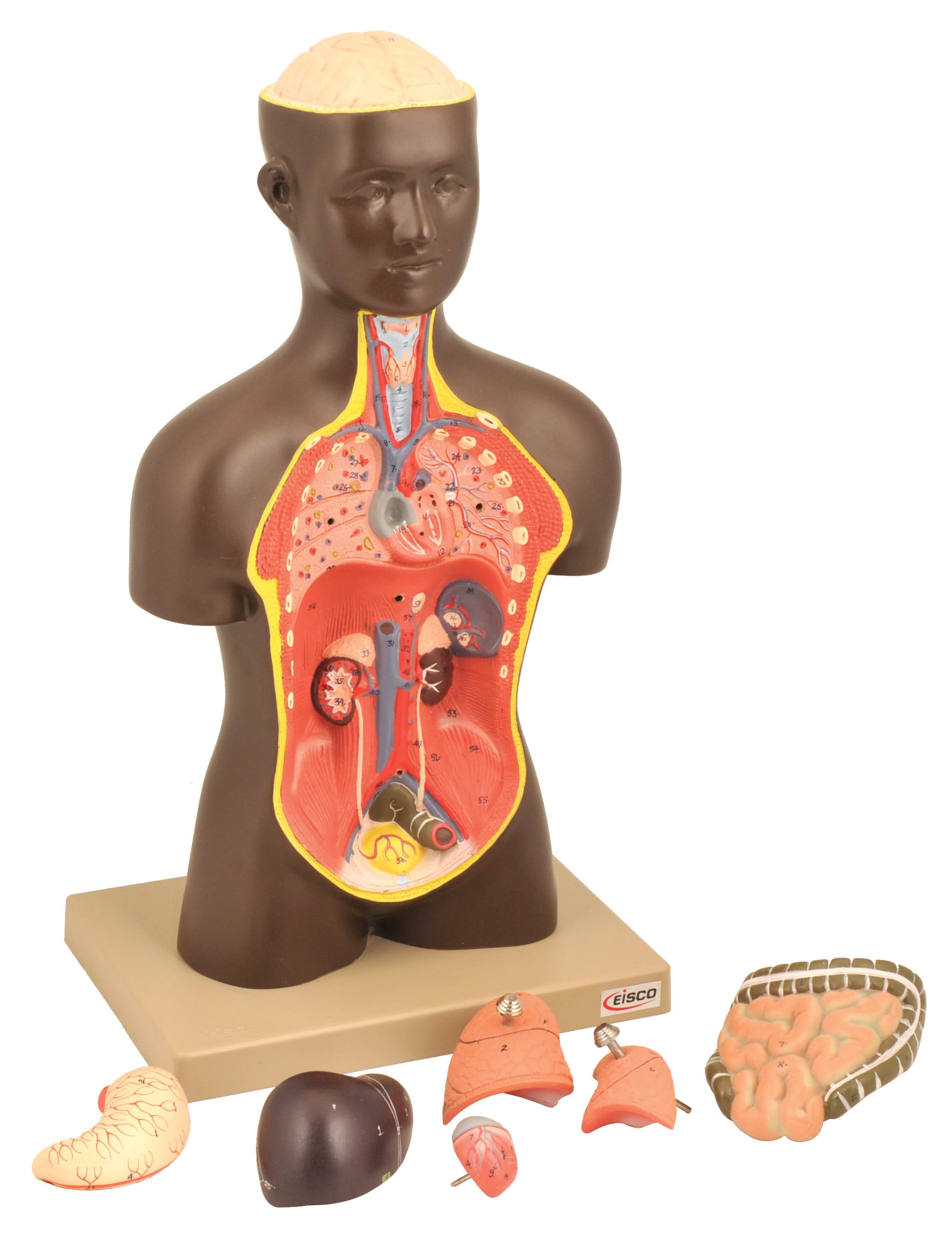 Eisco® Half Sized Torso Models