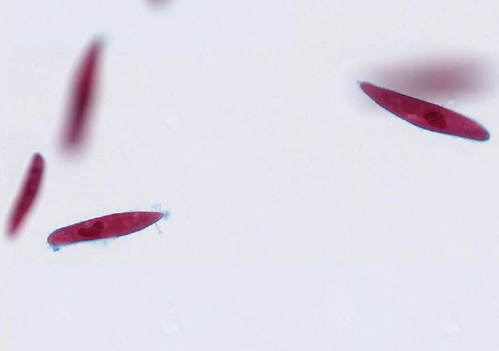 Aquatic Invertebrate Prepared Microscope Slides