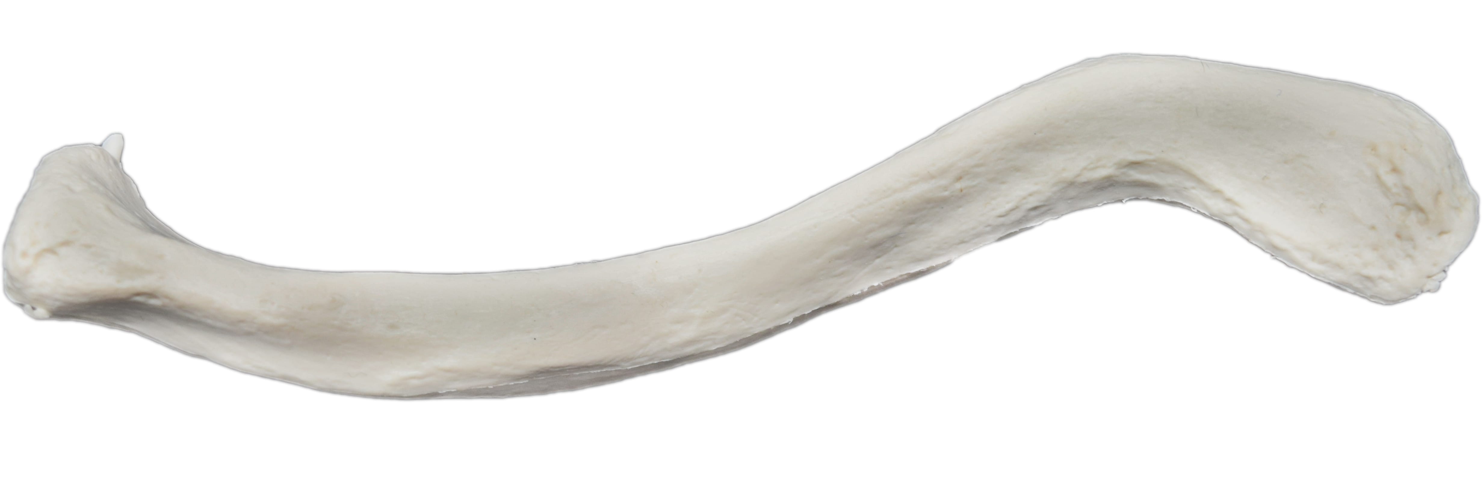 Eisco® Individual Bones