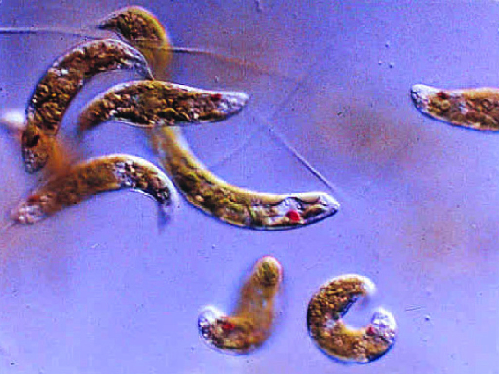 Mixed Flagellates