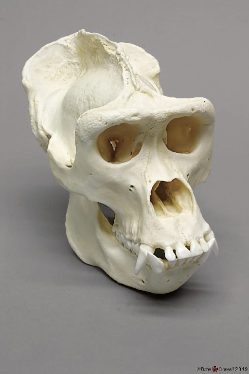 BoneClones® Animal Skulls, Primates