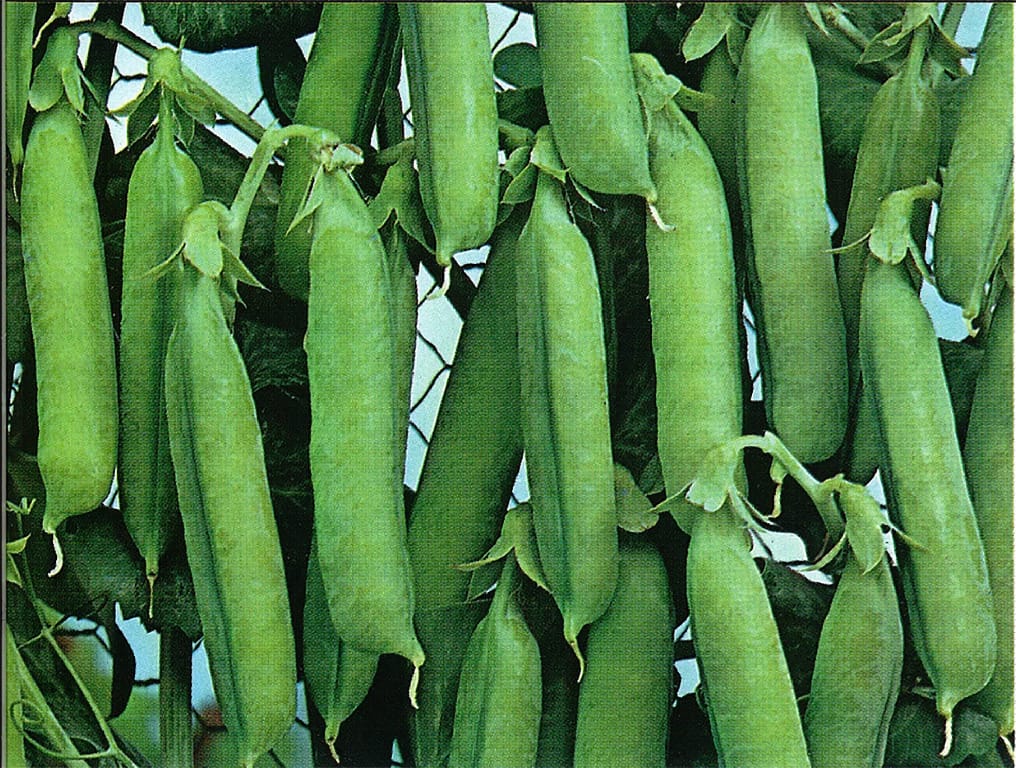 Viable Pea Seeds