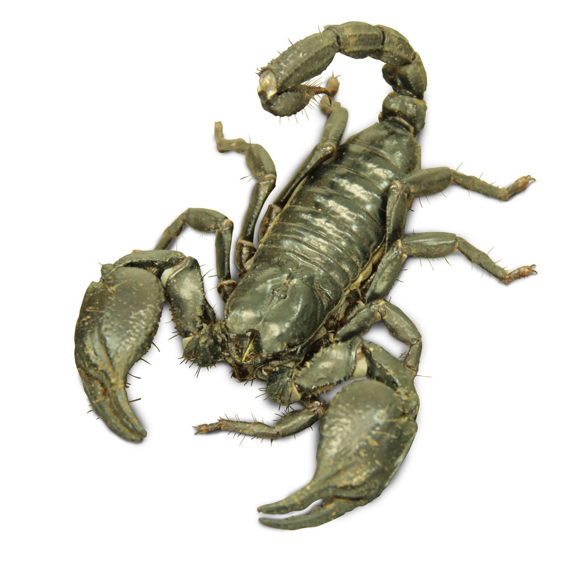 Ward's® Malaysian Forest Scorpion