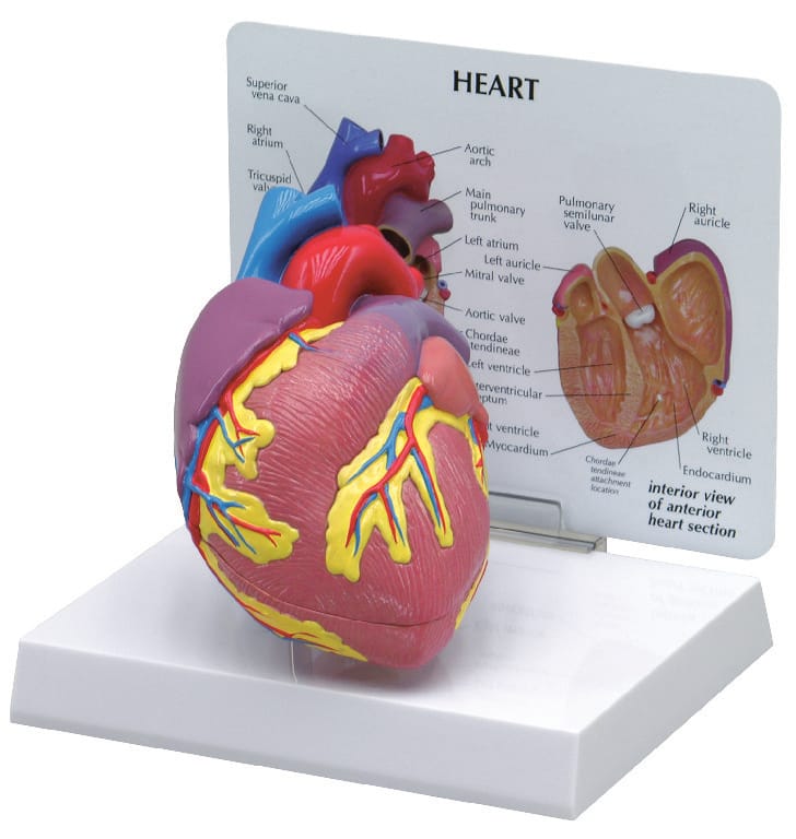 GPI Anatomicals® Basic Heart Model