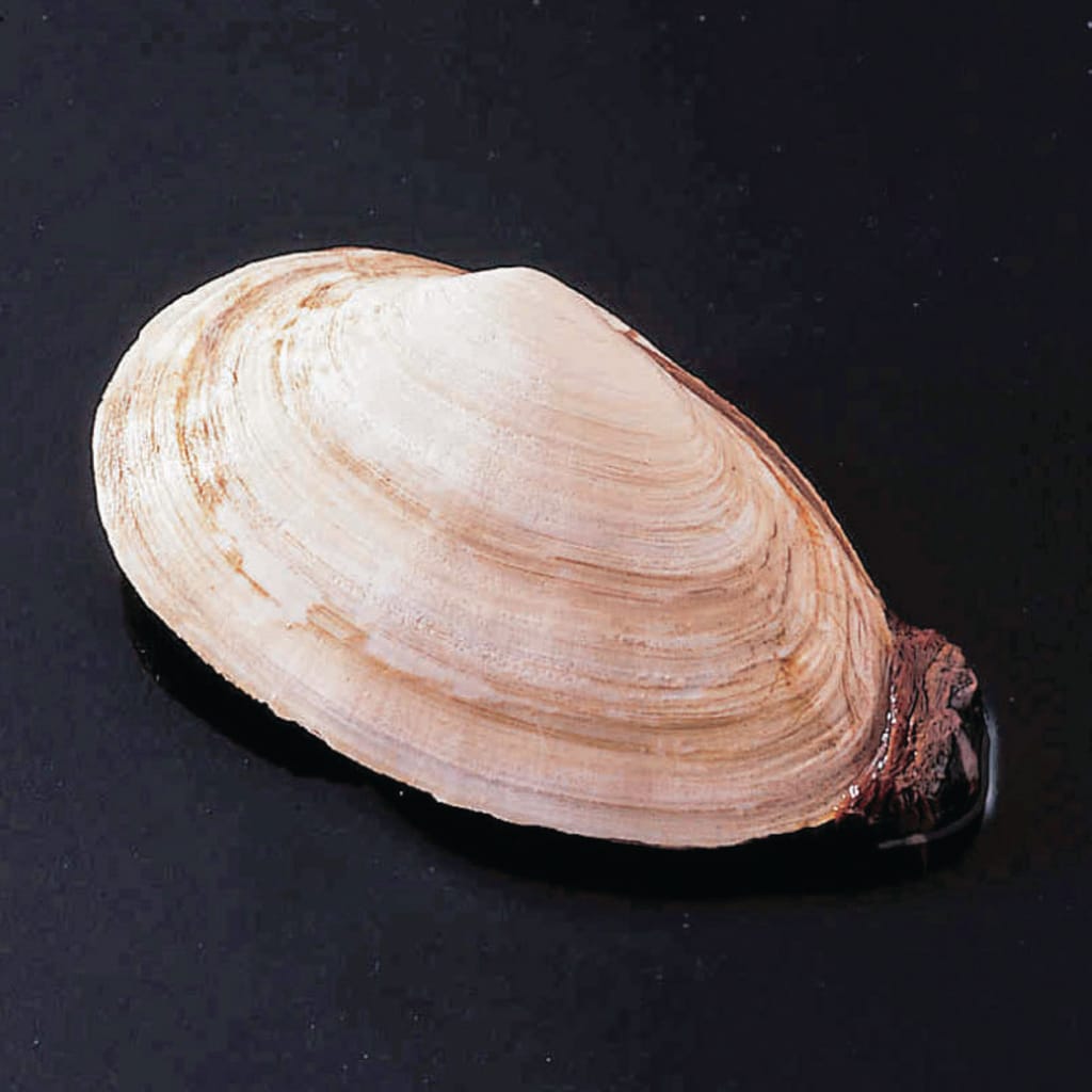 Ward's® Pure Preserved Clams