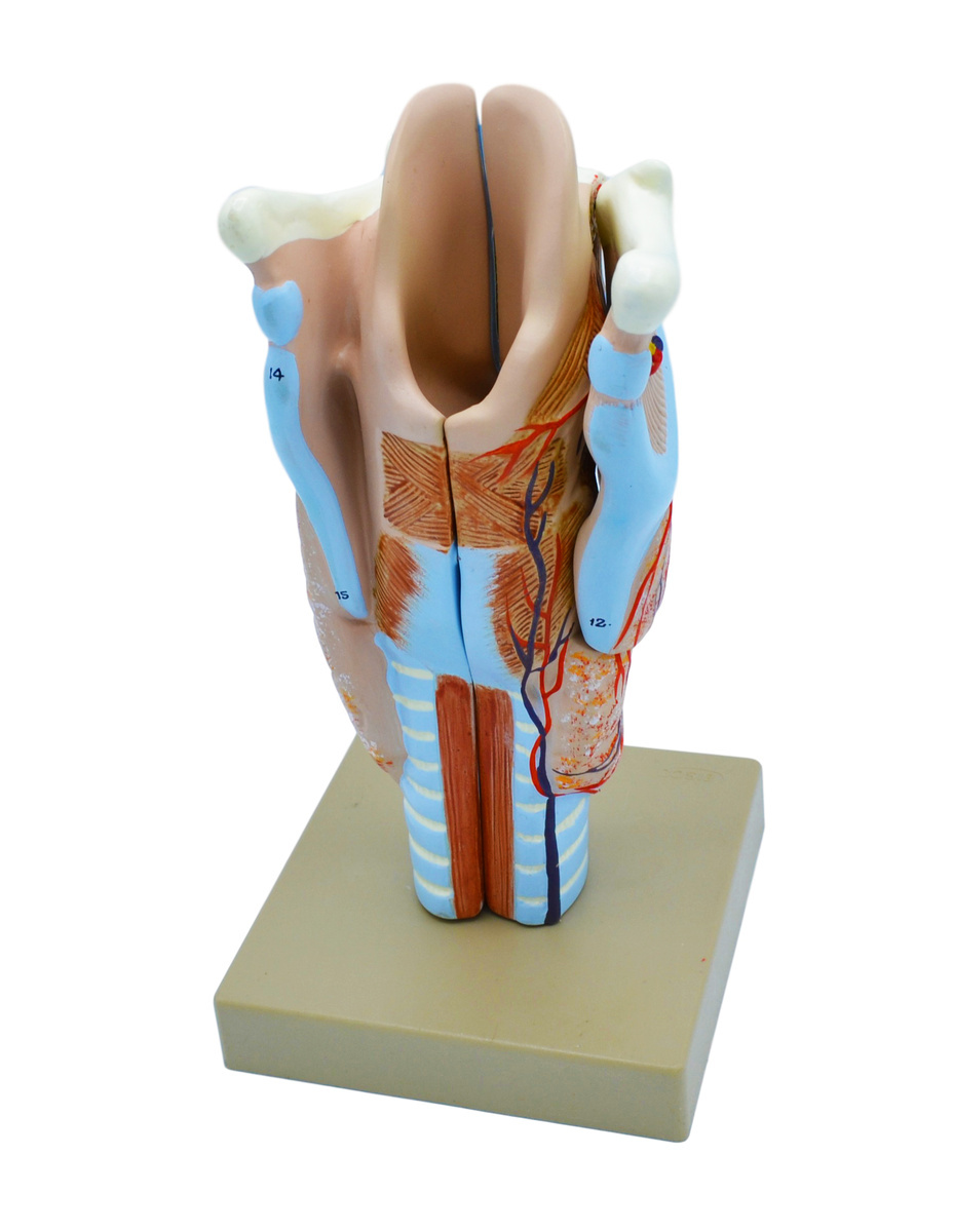 Eisco® Enlarged Human Larynx Model, 3 Parts