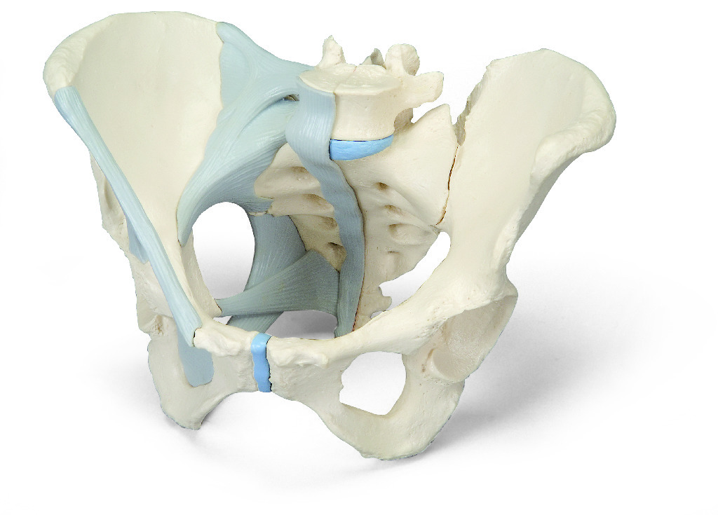 3B Scientific® Female Pelvis Models
