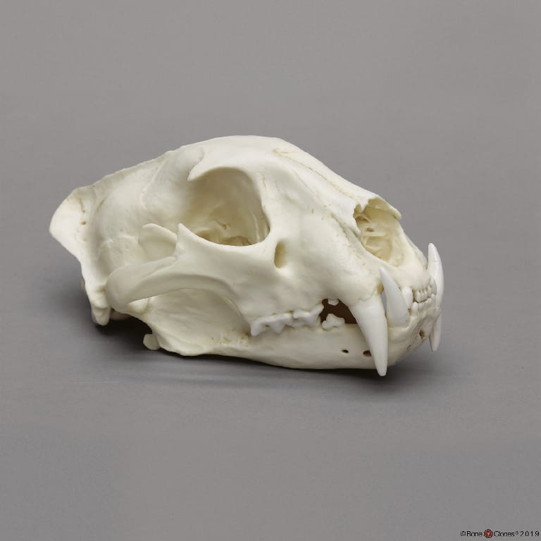 BoneClones® Animal Skulls, Mammals