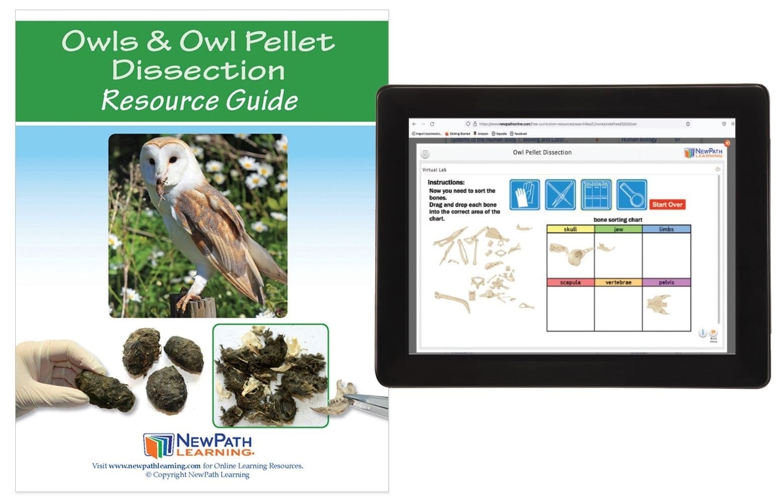 Owls and Owl Pellet Dissection Resources