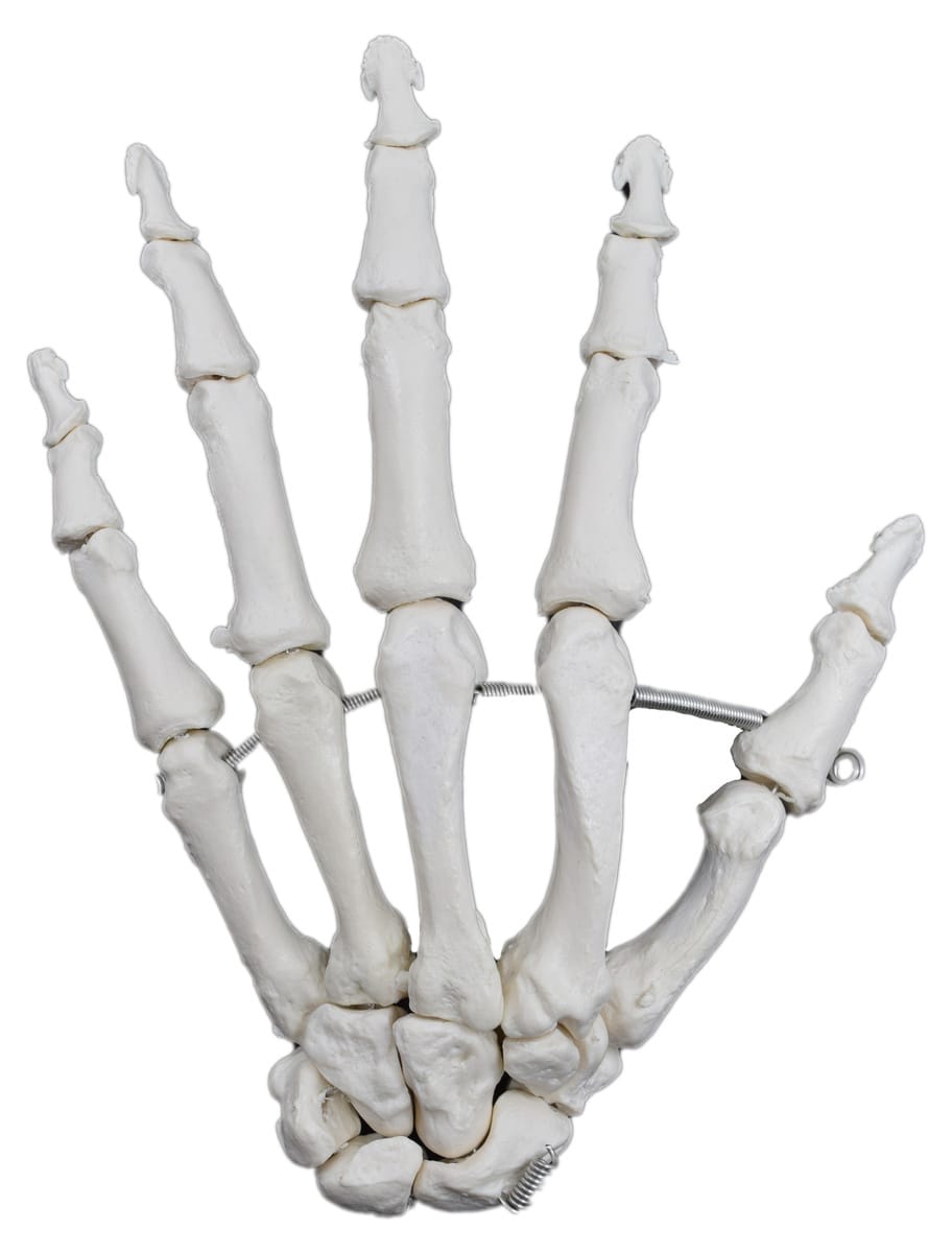 Eisco® Individual Bones