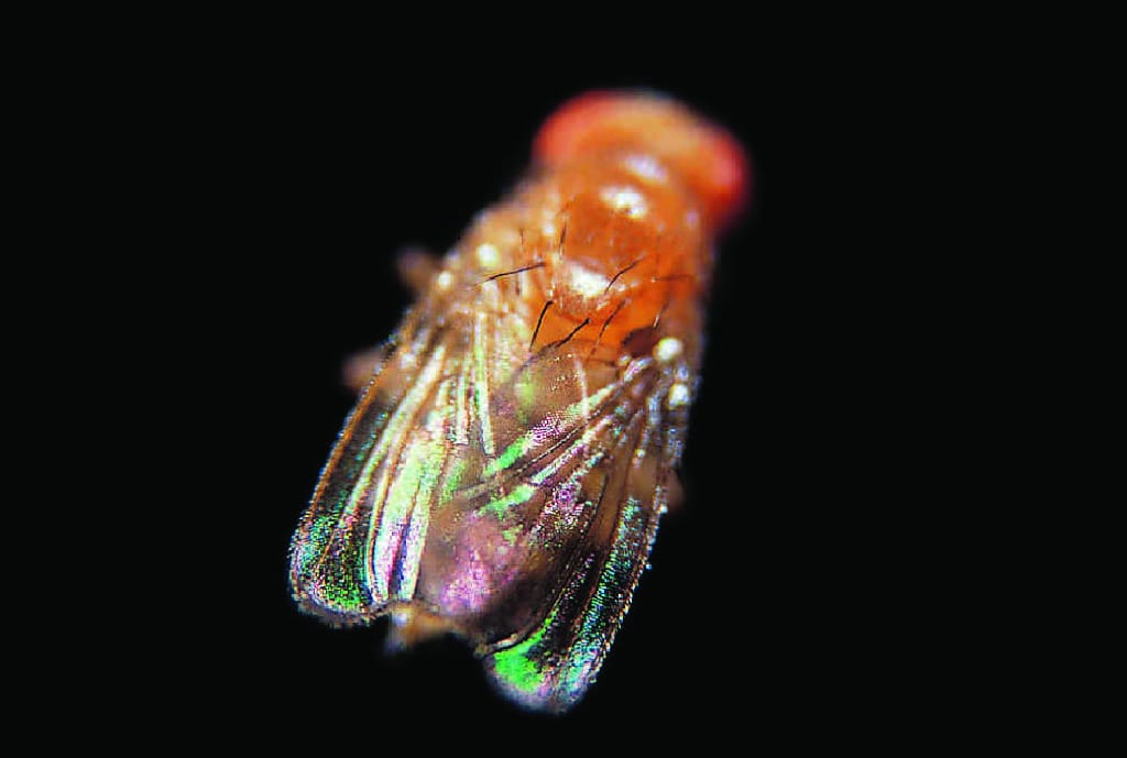 Ward's® Live <i>Drosophila melanogaster</i> - Chromosome II Mutants