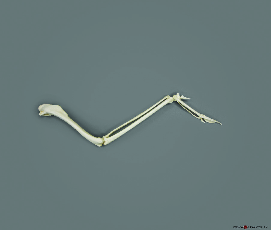 BoneClones® Limbs for Anatomical Comparison