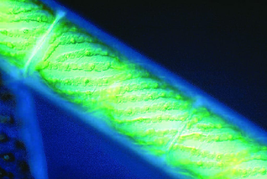 Ward's® Live Spirogyra Culture