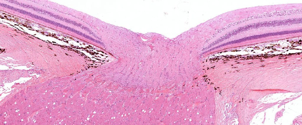 Retina and Tapetum Slide