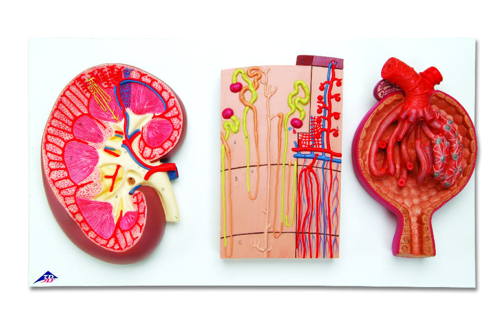3B Scientific® Kidney Section Models
