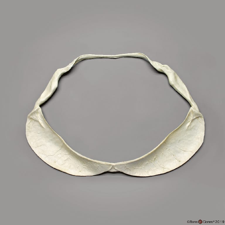 BoneClones® Animal Skulls and Jaws, Aquatic
