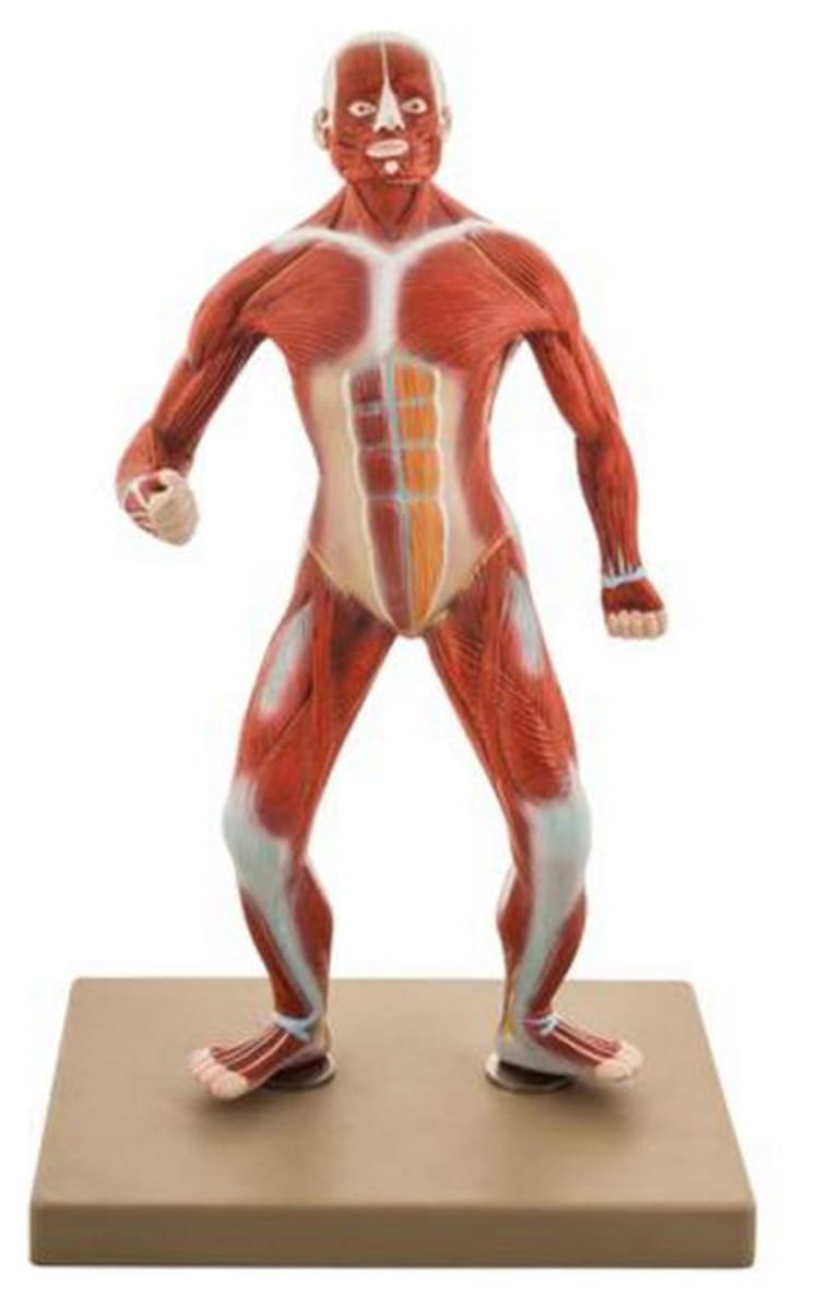 Eisco® Mini Muscular Figure