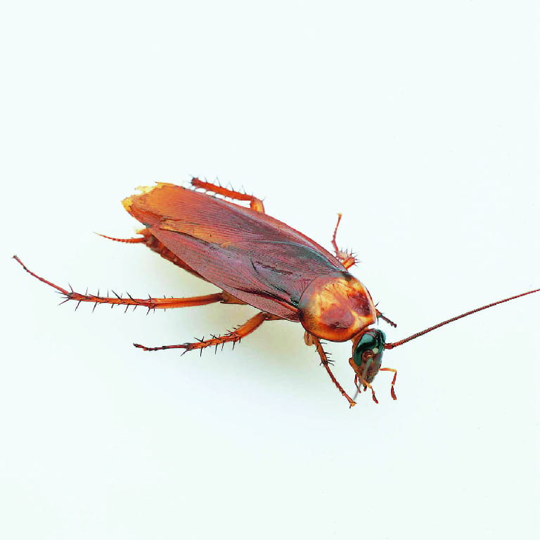 American Cockroach