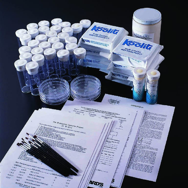 Ward's® Drosophila Genetics Project Lab Activity