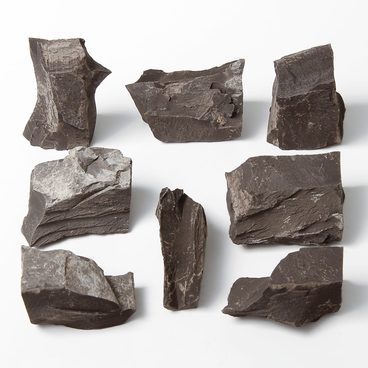 Ward's Science Essentials® Bituminous Shale