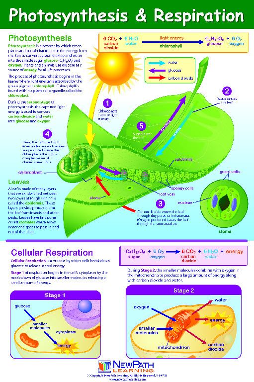 Curriculum Mastery Posters