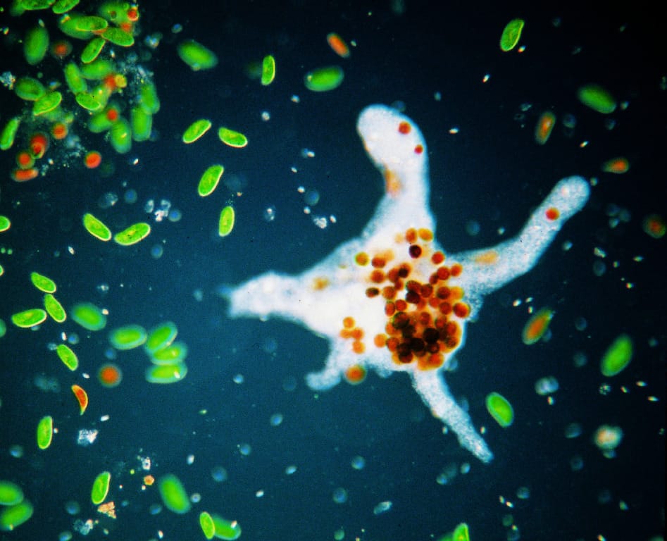 Ward's® Live Chaos (Pelomyxa sp.) Culture