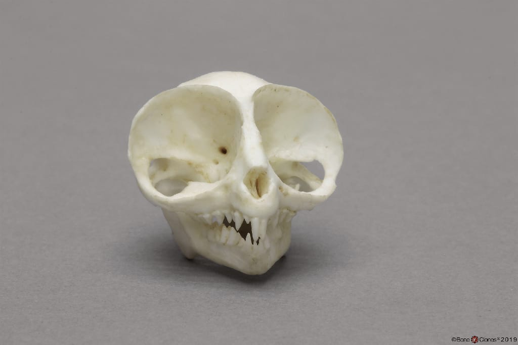 BoneClones® Animal Skulls, Primates