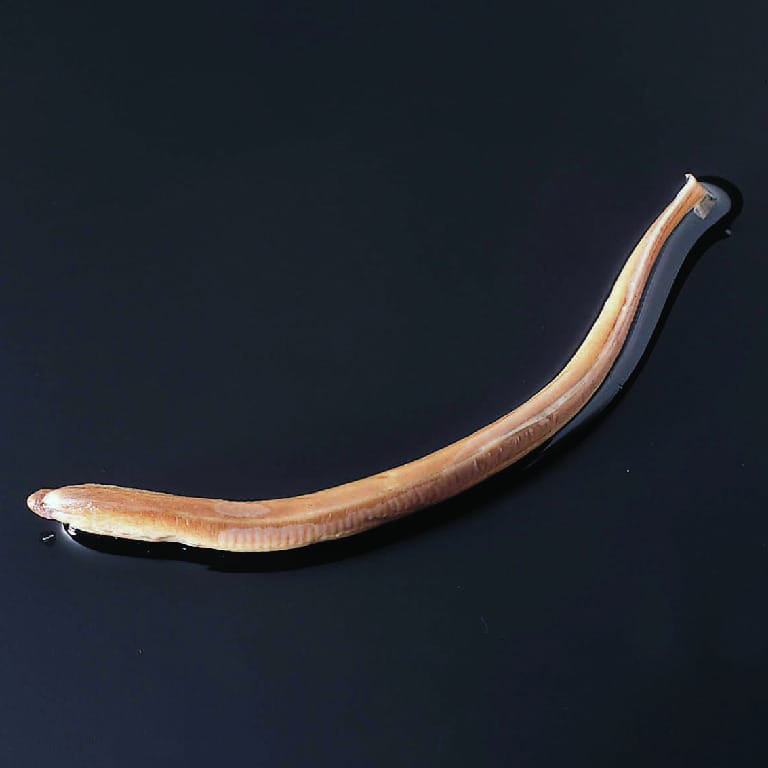 Lamprey Larvae