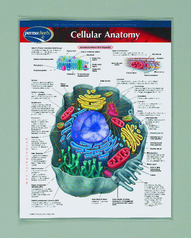 Cellular Anatomy Notebook Chart