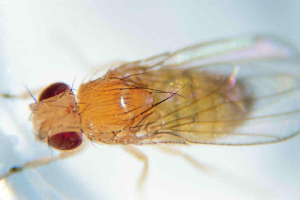 Ward's® Live <i>Drosophila melanogaster</i> - Chromosome III Mutants