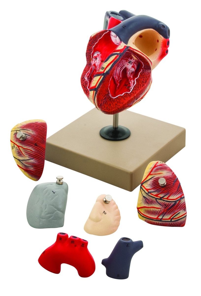 Eisco® Life Size Human Heart Model, 7 Parts