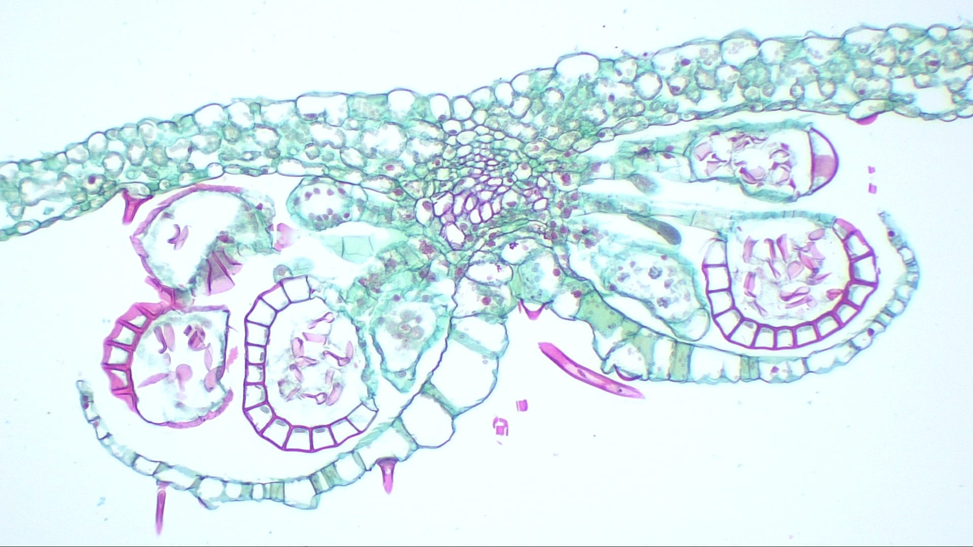 Cyrtomium Leaflet and Sorus Slide
