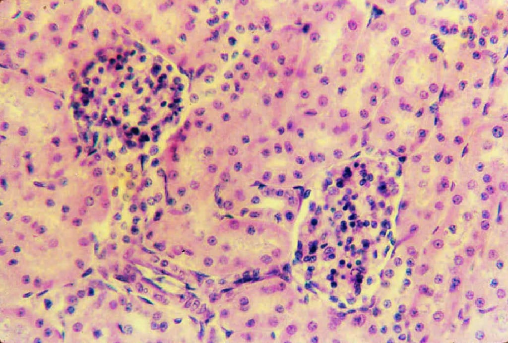 Kidney, Mammal Slide