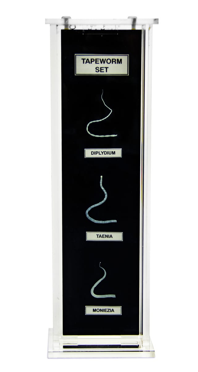 Ward's® Tapeworm Set Museum Mount